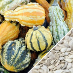 Small mixed gourd seeds from SeedsNow, showing a variety of tiny gourd seeds ready for planting.