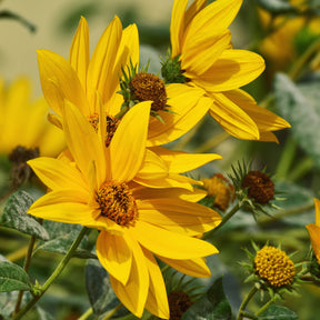 Bright yellow Maximilian sunflower seed head with large petals and green foliage, ready for planting or display.