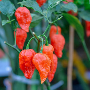 Hot Ghost Chili pepper seeds from SeedsNow, featuring vibrant, fiery red ghost chili peppers known for intense heat.
