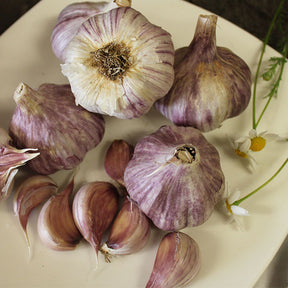 Red grain hardneck garlic bulb from SeedsNow-Garlic, showcasing its distinctive red-skinned cloves and robust appearance.