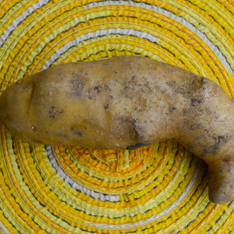 Potato (Late-Season) Fingerling - Russian Banana (ORGANIC) - SeedsNow.com