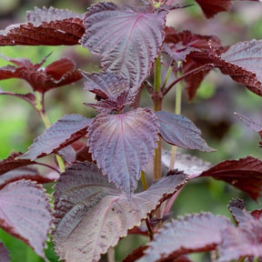 Red Shiso seeds, also known as Perilla or Japanese Basil, from SeedsNow, displayed in a clear package with vibrant leaves.