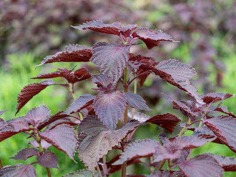 Red Shiso seeds, also known as Perilla or Japanese Basil, from SeedsNow, displayed in small packets.