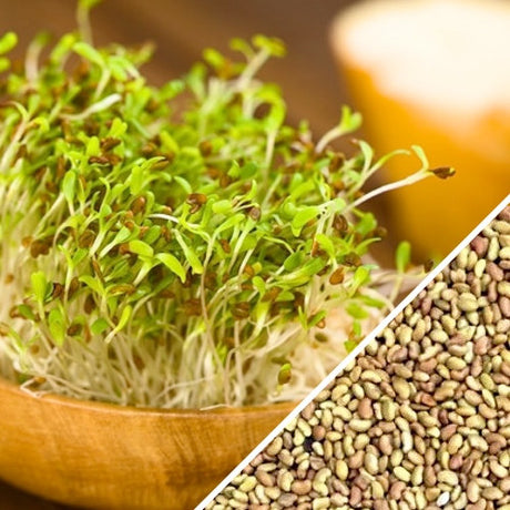 Fresh alfalfa sprouts from SeedsNow, showing vibrant green microgreens and tiny alfalfa seeds on a white background.