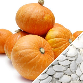Golden Nugget winter squash seeds from SeedsNow, showing vibrant yellow-orange squash with smooth skin and tapered shape.
