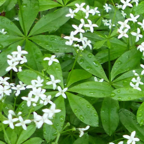 Sweet Woodruff seeds, also known as Sweet-Scented Bedstraw, from SeedsNow, showing small green seed packets.