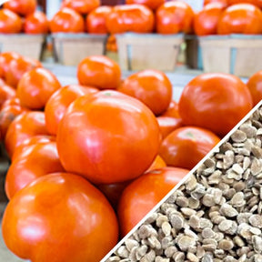 Indeterminate Creole tomato seeds from SeedsNow, showcasing vibrant red tomato seeds in a natural setting.