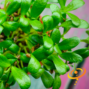 Fresh fenugreek seeds for sprouts and microgreens from SeedsNow, shown in small containers ready for planting.