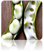 Bean (Fava/Pole) - Broad Windsor.