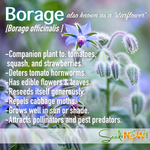 Borage.