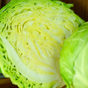 Fresh green Brunswick cabbage from SeedsNow, showing a close-up of the leafy, compact vegetable ready for harvest.