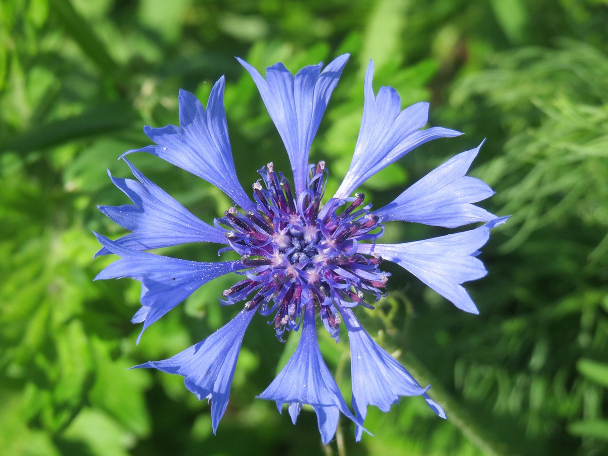 Wildflowers - Blues Brothers Seed Mix - SeedsNow.com