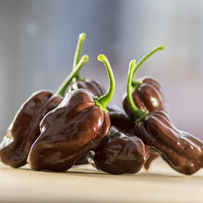Chocolate Habanero hot pepper seeds from SeedsNow, showcasing the dark-brown, wrinkled pepper seeds on a white background.