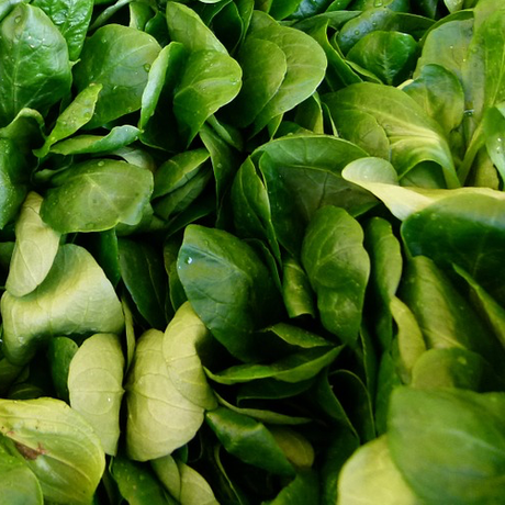 Corn Salad (Mache - Lamb's Lettuce) - French - SeedsNow.com