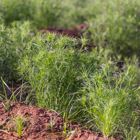 Cumin, Classic - SeedsNow.com