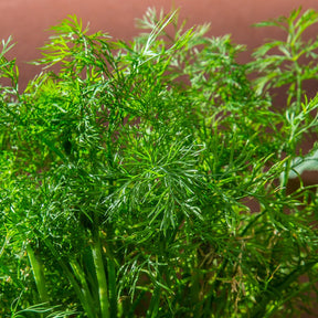 Dukat dill seeds from SeedsNow, small brown seeds used for planting and flavoring in culinary dishes.