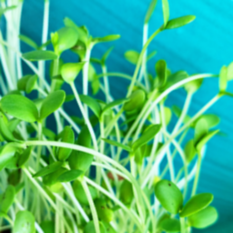 Brown flax seeds for sprouts and microgreens, displayed in a clear container, showcasing fresh, nutritious SeedsNow product.