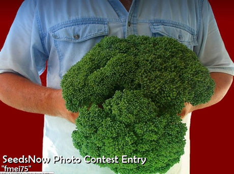 Close-up of fresh green Calabrese broccoli florets, showcasing vibrant color and firm texture, from SeedsNow broccoli seed product.