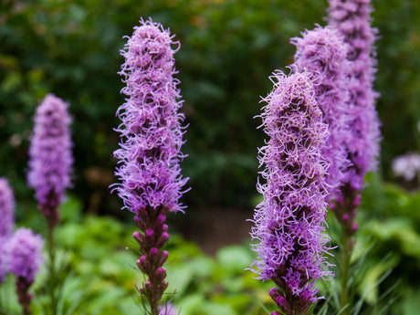 Close-up of Blazing Star (Gayfeather) flower seeds from SeedsNow-Flowers, showing small seed clusters and green seed heads.