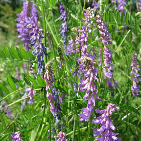 Hairy vetch cover crop plant with green foliage and climbing vines, used for soil improvement and erosion control.