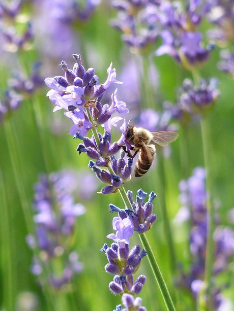 Assorted flower seeds in a variety pack for bee-friendly gardens, featuring lavender and other colorful blooms from SeedsNow-SeedBanks.