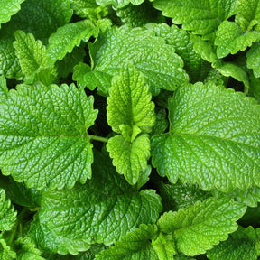 Lemon Balm seeds from SeedsNow, small brown seeds for growing lemon balm herb in garden or containers.