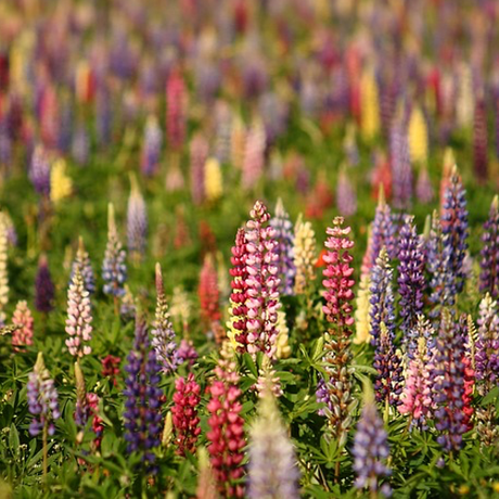 Wildflowers - Lupine Scatter Garden Seed Mix - SeedsNow.com