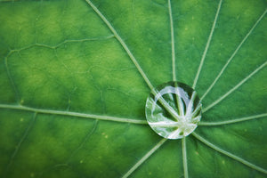 Nasturtium - Dwarf Jewel Mix - SeedsNow.com