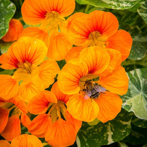 Nasturtium - Glorious Gleam - SeedsNow.com