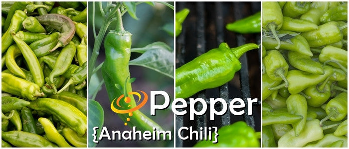 Pepper - Anaheim Chili.