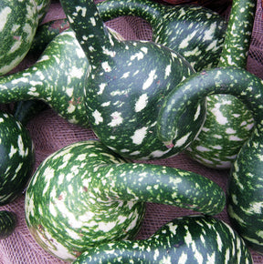 Speckled Swan gourd seeds from SeedsNow, showing a vibrant, speckled gourd with smooth, curved shape on a neutral background.