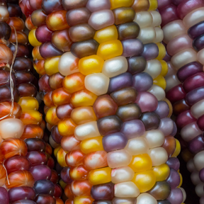 Organic rainbow corn seeds from SeedsNow.com, colorful corn kernels ideal for planting and growing vibrant maize.