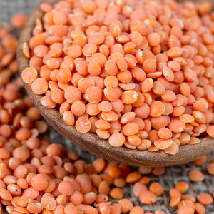 Red lentil sprouts from SeedsNow, fresh microgreens with vibrant red seeds, ideal for salads and healthy dishes.