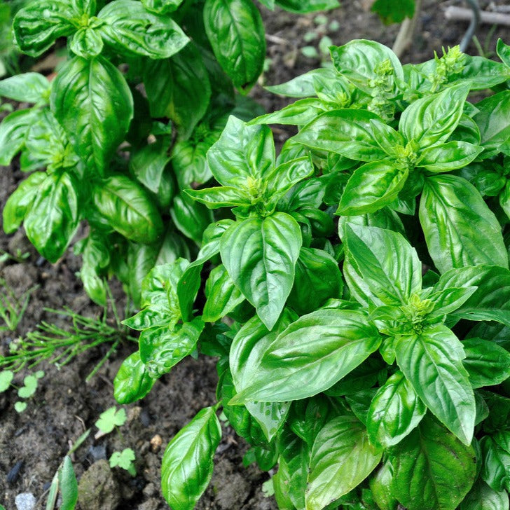 Italian large leaf basil seeds from SeedsNow, shown in a packet with fresh green basil leaves on a wooden surface.