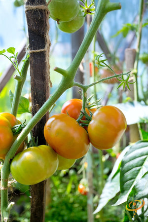 Tomato - Brandywine, Yellow (Indeterminate) - SeedsNow.com