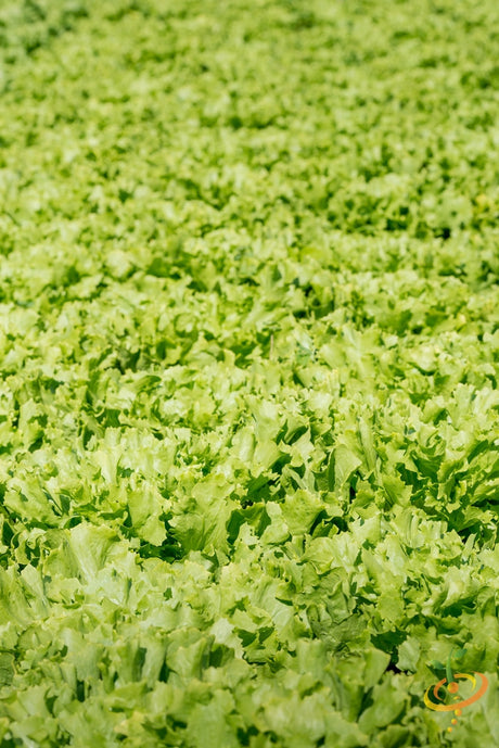 Fresh green Tango lettuce leaves from SeedsNow, showcasing vibrant, crisp lettuce with ruffled edges on a white background.
