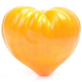 Yellow Oxheart indeterminate tomato seeds from SeedsNow, showing vibrant yellow tomatoes on the vine.