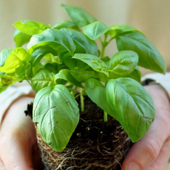 Genovese sweet basil seeds in a packet, ideal for growing fragrant basil for culinary use.