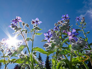 Borage.