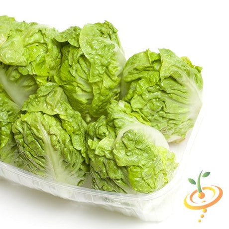 Lettuce - Little Gem - SeedsNow.com