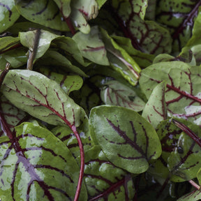 Red vein sorrel seeds from SeedsNow, showing vibrant green seeds with red veins on a white background for planting.