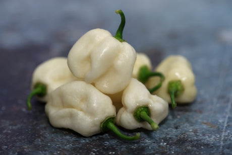 White habanero hot pepper seeds from SeedsNow, featuring small white pepper seeds for spicy culinary use.